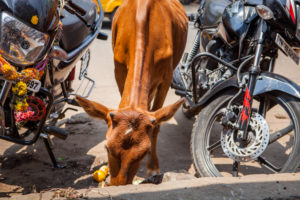 Holy cow in street scene, Madurai, Tamil Nadu state, India Holy cow in street scene, Madurai, Tamil Nadu state, India